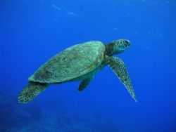 Rarotongan Turtle - taken freediving outside Trader Jacks... by Quentin Long 